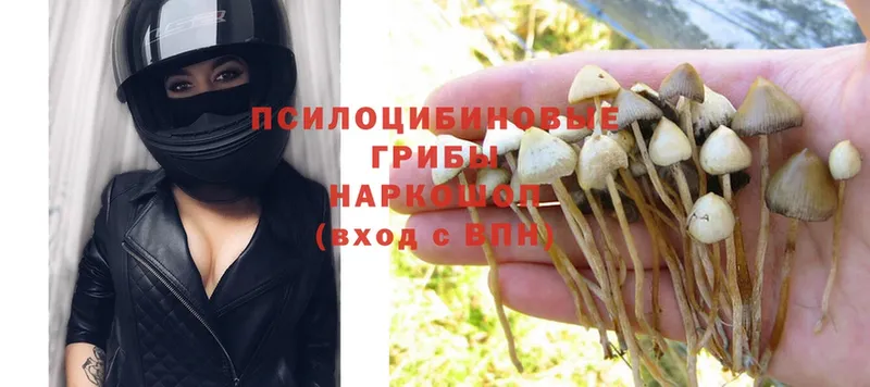 Псилоцибиновые грибы Psilocybine cubensis Азов